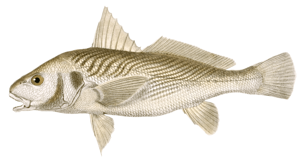 Micropogon Raye Vintage Fish Illustrations In The Public Domain