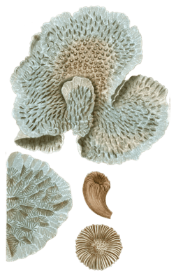 Monticulaire Feuille Turbinolie Sillonnee Vintage Coral Illustrations In The Public Domain