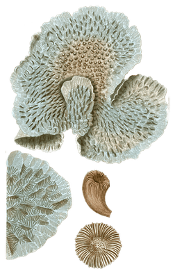 Monticulaire Feuille Turbinolie Sillonnee Vintage Coral Illustrations In The Public Domain