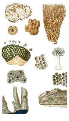 Montipore Verruqueux Vintage Coral Illustrations In The Public Domain