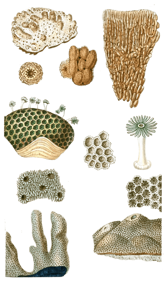 Montipore Verruqueux Vintage Coral Illustrations In The Public Domain