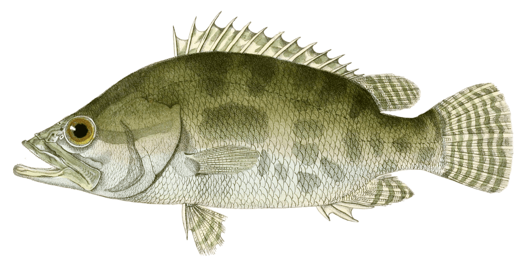 Nandus Marbre Vintage Fish Illustrations In The Public Domain