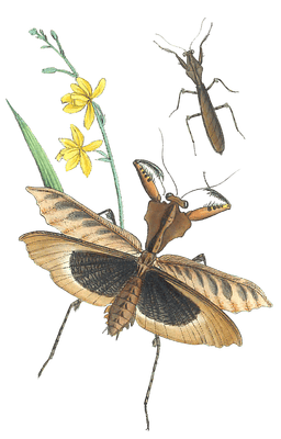 New Genus Of Mantideous Orthoptera Vintage Insect Illustration