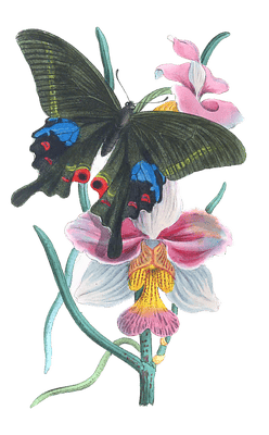 New Indian Species Of Papilio Vintage Butterfly Illustration