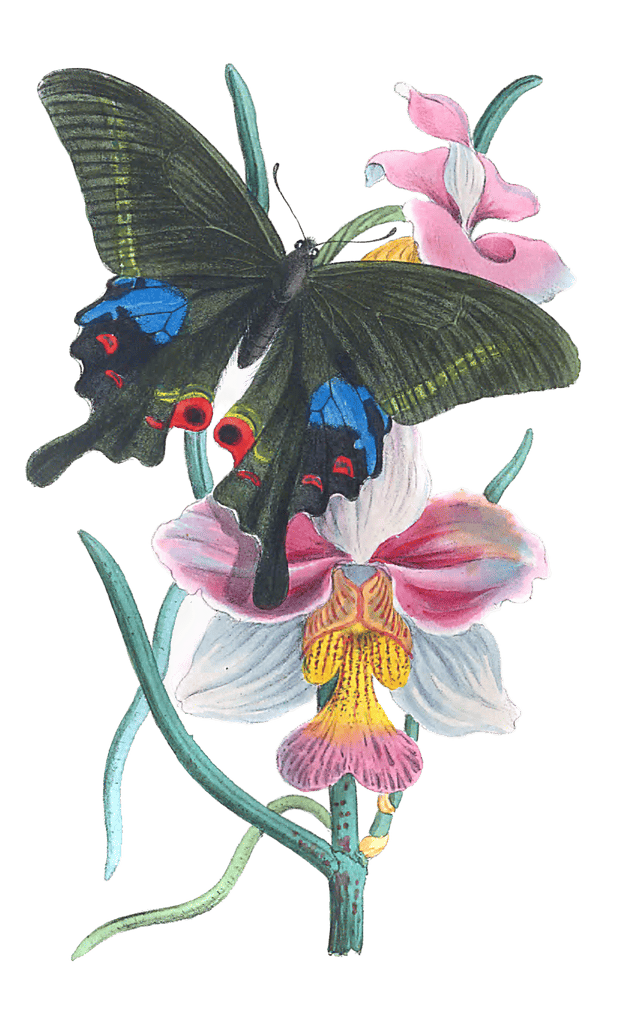 New Indian Species Of Papilio Vintage Butterfly Illustration