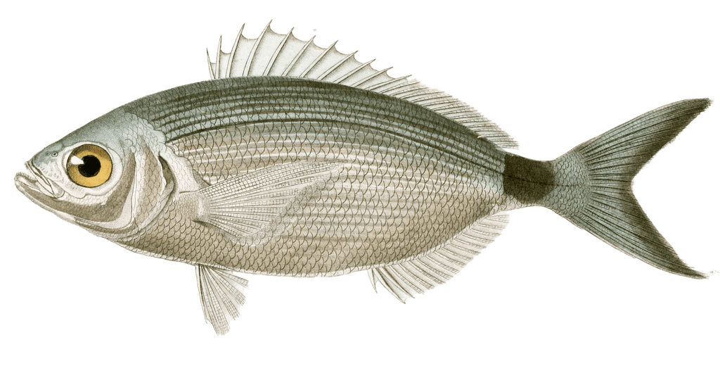 Oblade Ordinaire Vintage Fish Illustrations In The Public Domain