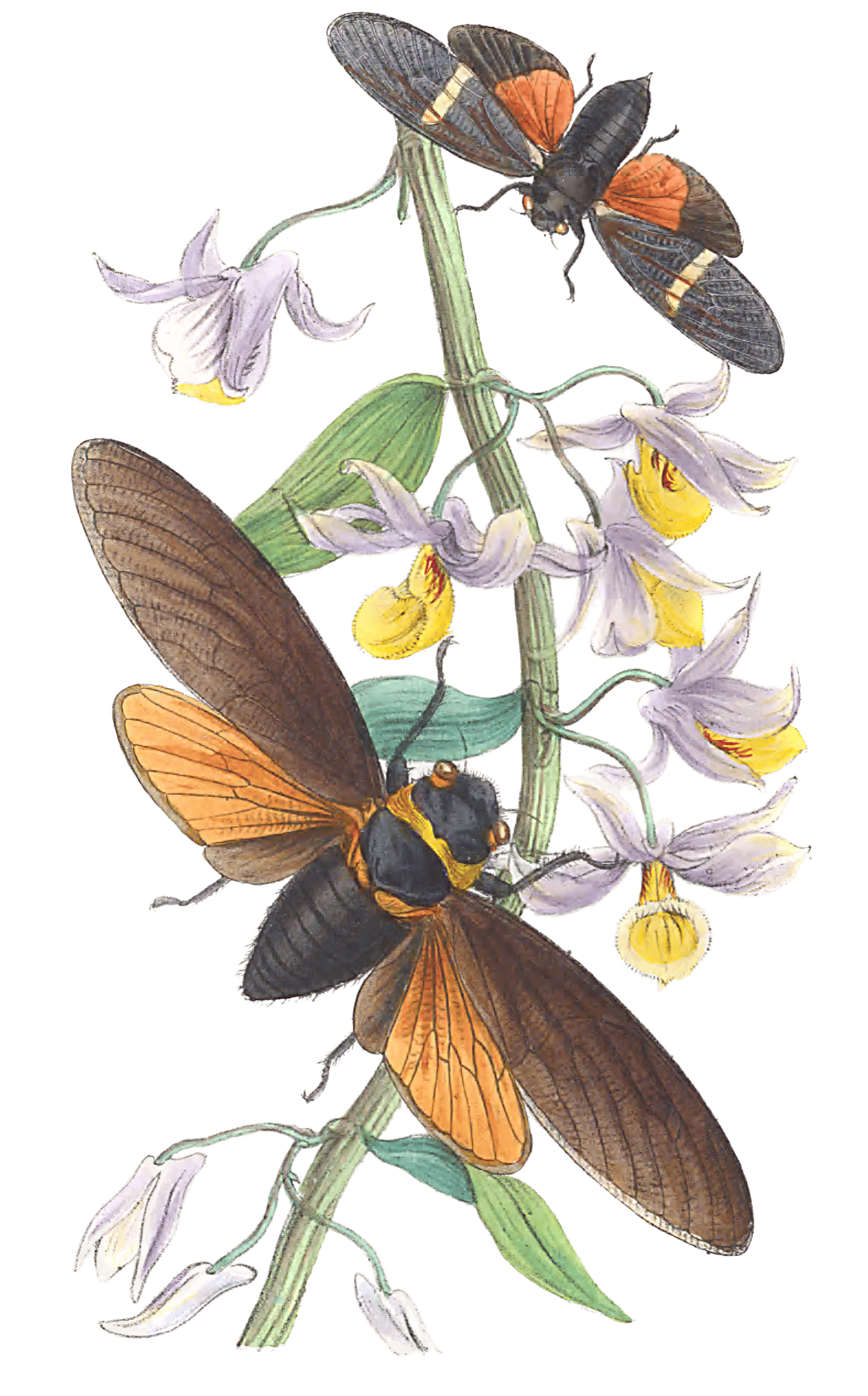 vintage cicada illustration