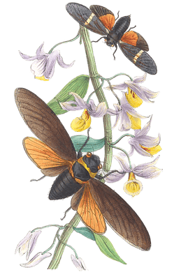 On The Opaque Winged Species Of Cicada Vintage Illustration