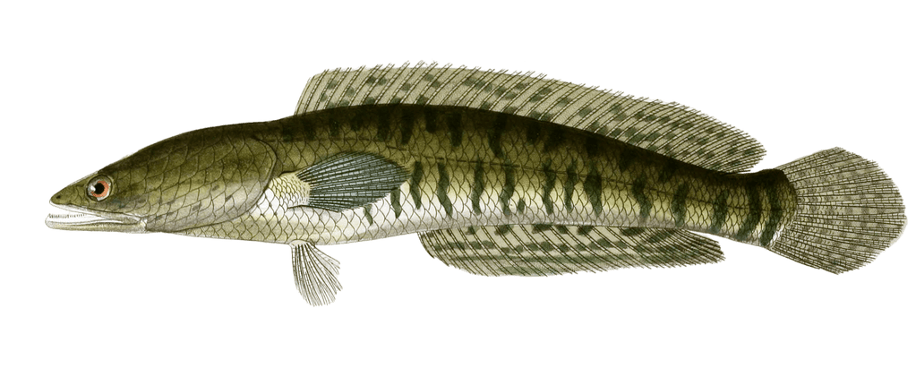Ophicephale Strie Vintage Fish Illustrations In The Public Domain