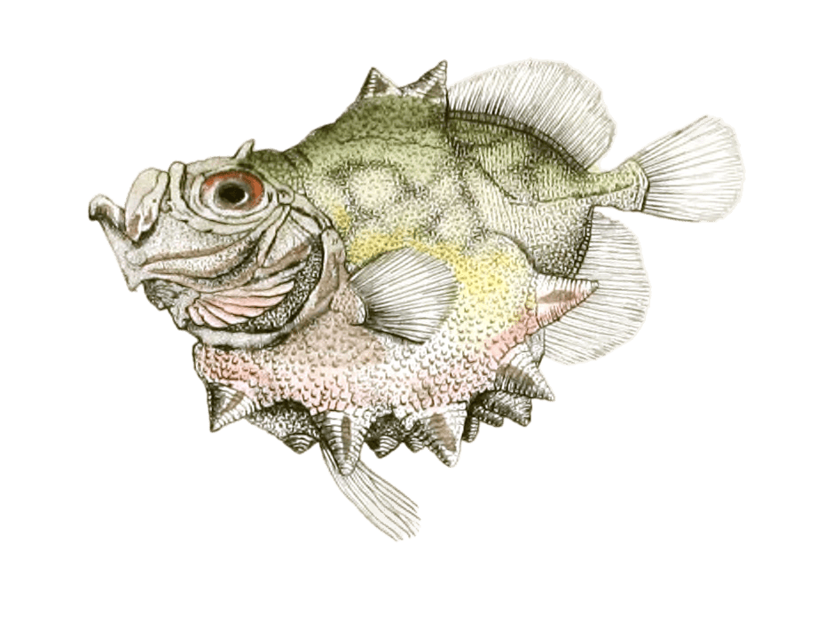 Oreosome Conifere Vintage Fish Illustrations In The Public Domain