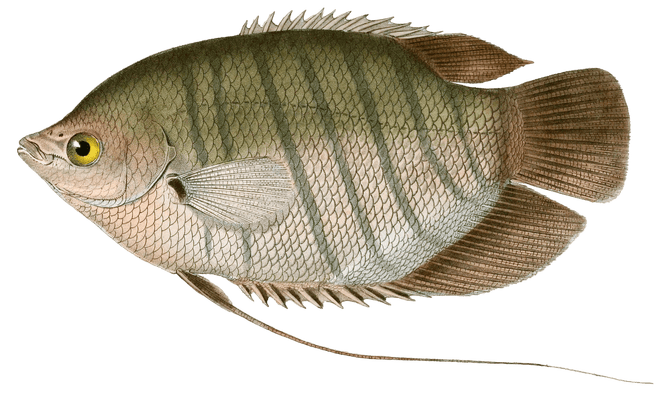 Osphromene Gouraini Vintage Fish Illustrations In The Public Domain