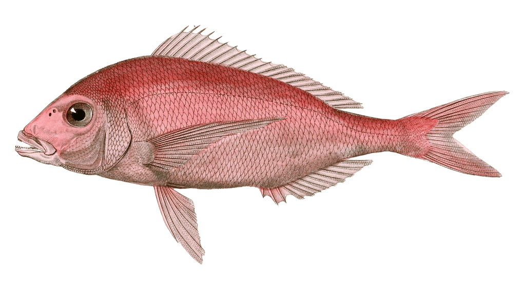 Pagel Commun Vintage Fish Illustrations In The Public Domain
