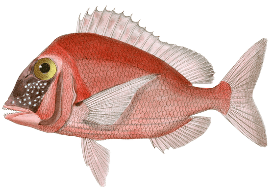 Pagel A Plume Vintage Fish Illustrations In The Public Domain