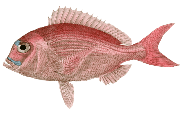 Pagre Orphe Vintage Fish Illustrations In The Public Domain