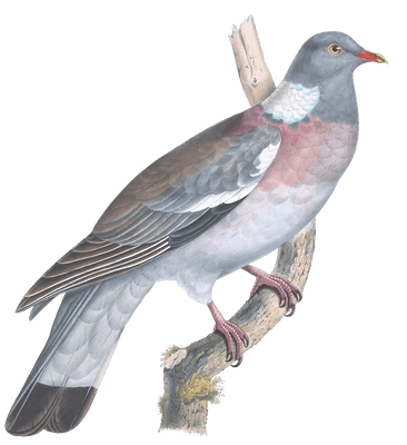 Palumbus Torquatus Vintage Dove Illustrations In The Public Domain