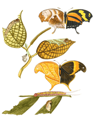Papil Fabius Vintage Butterfly Illustration