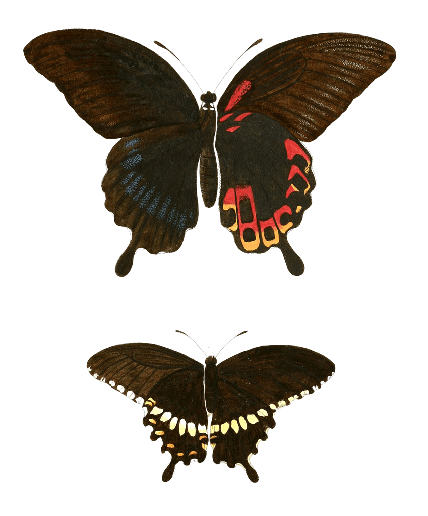 Papilio Deiphobus Swallow Tail Vintage Butterfly Illustration