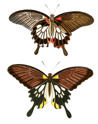 Papilion Achates Achatiades Vintage Butterfly Illustration