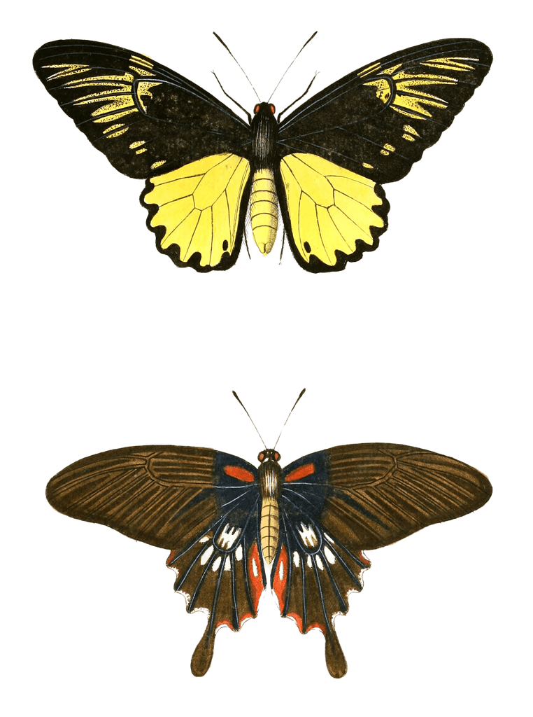 Papilion Amphrifus Meanor Vintage Butterfly Illustration