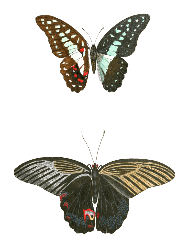 Papilion Eurypytus Linn Pro Tenor Vintage Butterfly Illustration