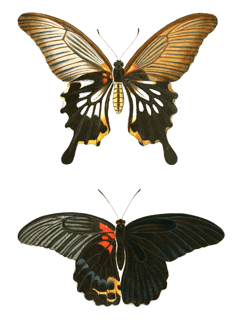 Papilion Mas Orontes Ovutum Vintage Butterfly Illustration