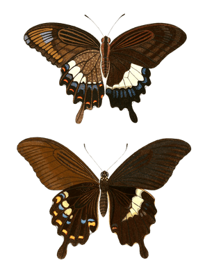Papilion Mas Severus Vintage Butterfly Illustration