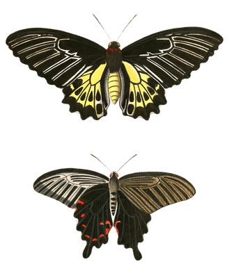 Papilion Minos Demetrius Vintage Butterfly Illustration