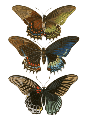 Papilion Peranthus Vintage Butterfly Illustration