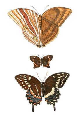 Papilion Phidippus Tedea Calchas Vintage Butterfly Illustration