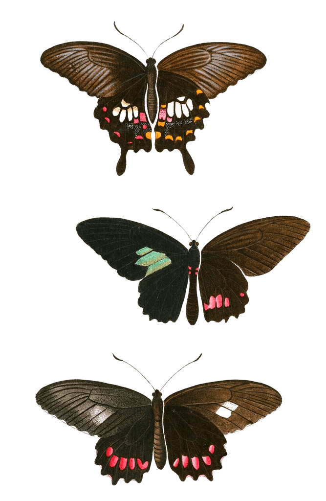 Papilion Polytes Sefoftris Tullus Vintage Butterfly Illustration