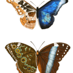 Papilion Rhetenor Helenor Vintage Butterfly Illustration