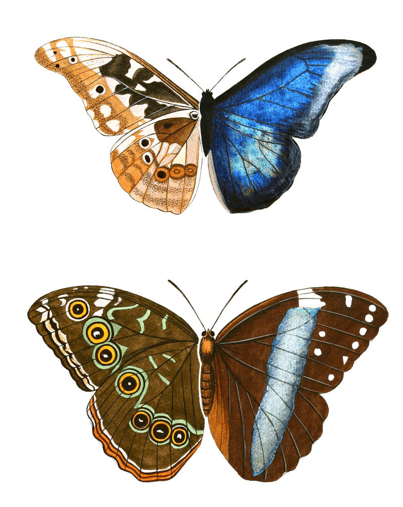 Papilion Rhetenor Helenor Vintage Butterfly Illustration