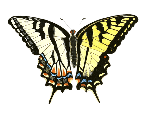 Papilion Turnus Vintage Butterfly Illustration