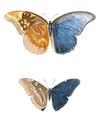 Papilionum Anaxibia Adonis Vintage Butterfly Illustration