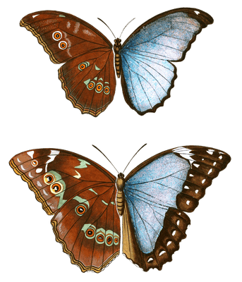 Papilionum Menlaus Neftor Vintage Butterfly Illustration