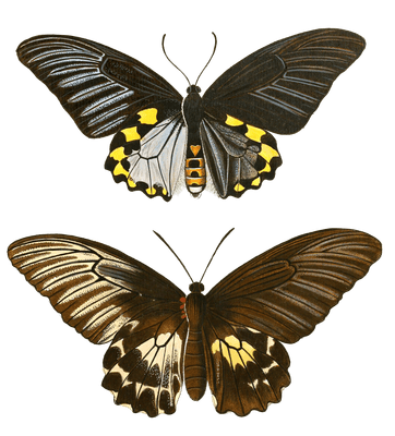 Papillon Hippolytus Vintage Butterfly Illustration