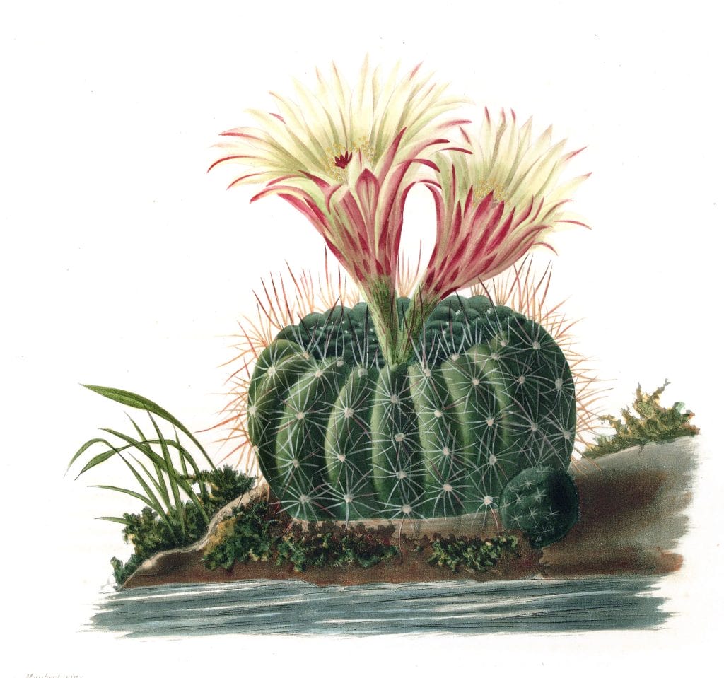 Parodia Concinna Vintage Cactus Illustrations