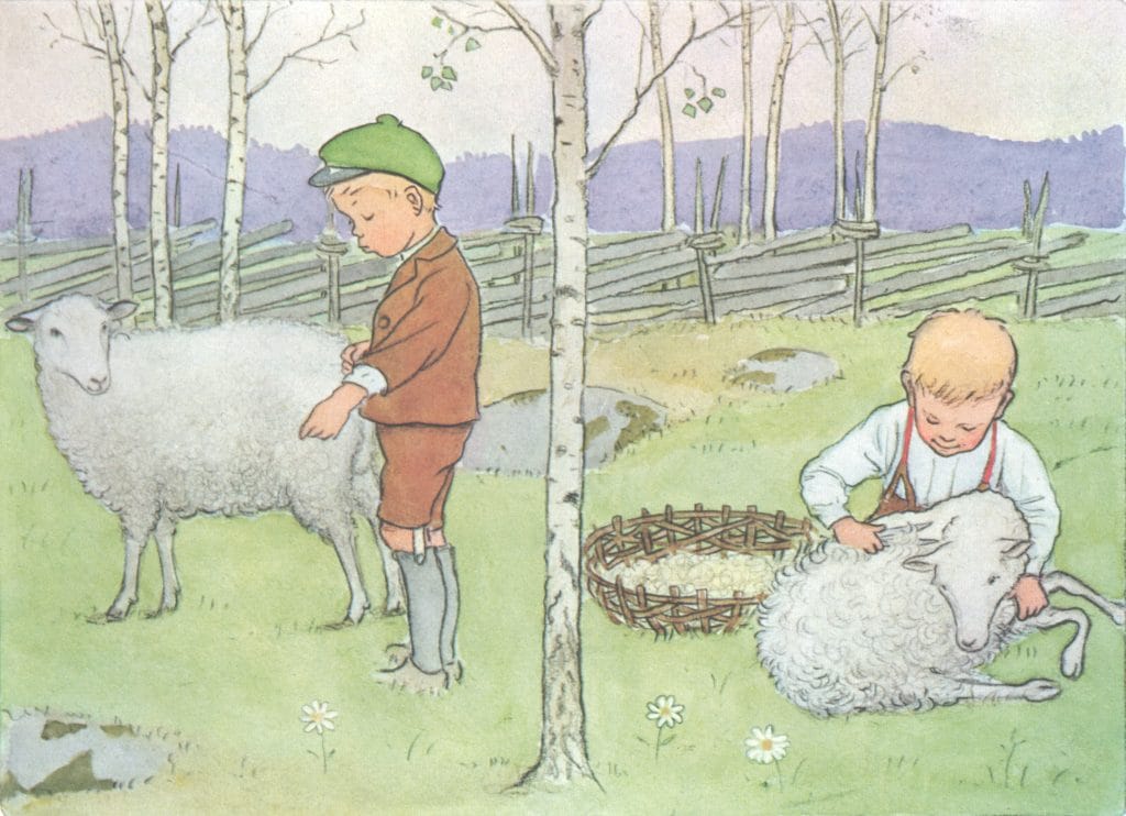 Pelle The Boy Shearing A Sheep