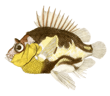 Pentaceros Du Cap Vintage Fish Illustrations In The Public Domain
