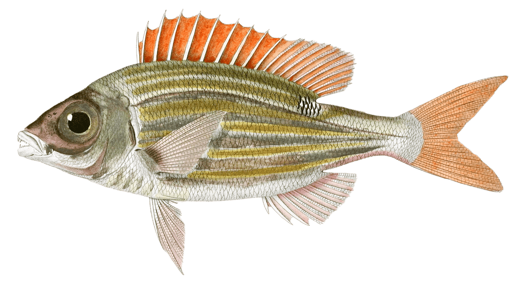 Pentapode Raye Dor Vintage Fish Illustrations In The Public Domain