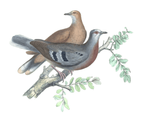 Peristera Mondetoura Vintage Dove Illustrations In The Public Domain