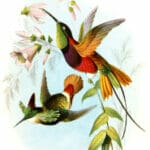 Pernvian Coquette And Crimson Topaz