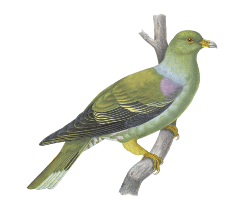Phalacroteron Delalandii Vintage Dove Illustrations In The Public Domain