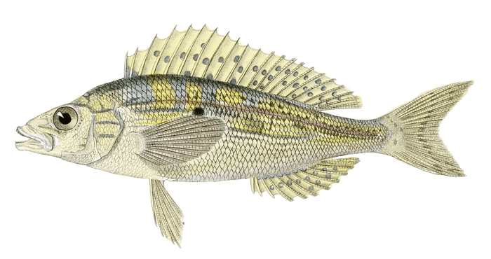 Picarel Chrysele Vintage Fish Illustrations In The Public Domain