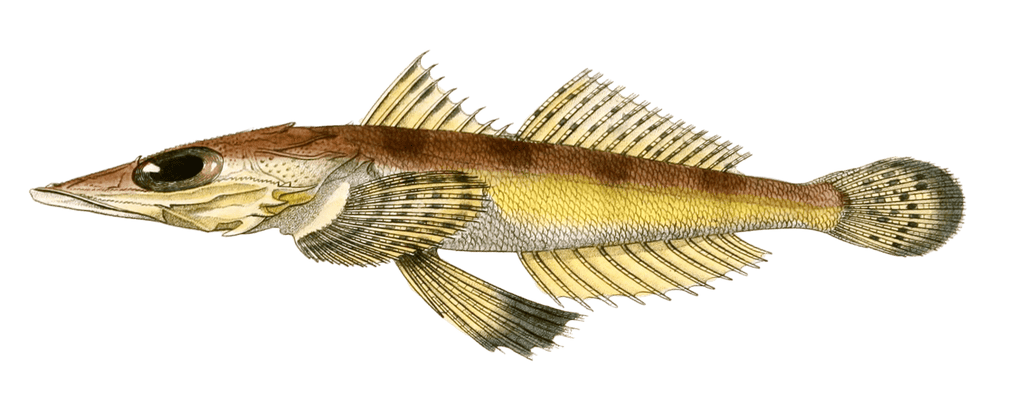 Platycephale Or Flathead Vintage Fish Illustrations In The Public Domain