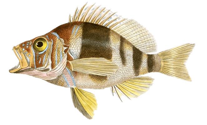 Plectropome Demoiselle Plectropoma Puella. N. Vintage Fish Illustrations In The Public Domain