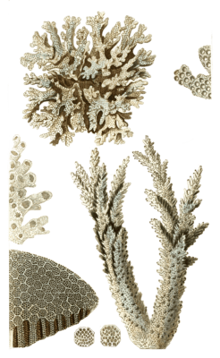 Pocillopore Corne De Daim Vintage Coral Illustrations In The Public Domain