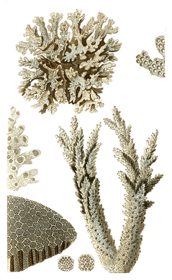 Pocillopore Corne De Daim Vintage Coral Illustrations In The Public Domain