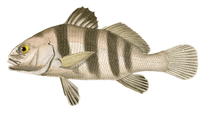 Pogonias Fasce Vintage Fish Illustrations In The Public Domain