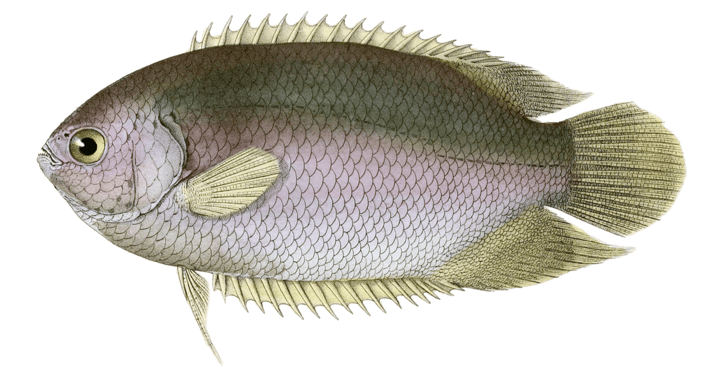 Polyacanthe De Hasselt Vintage Fish Illustrations In The Public Domain